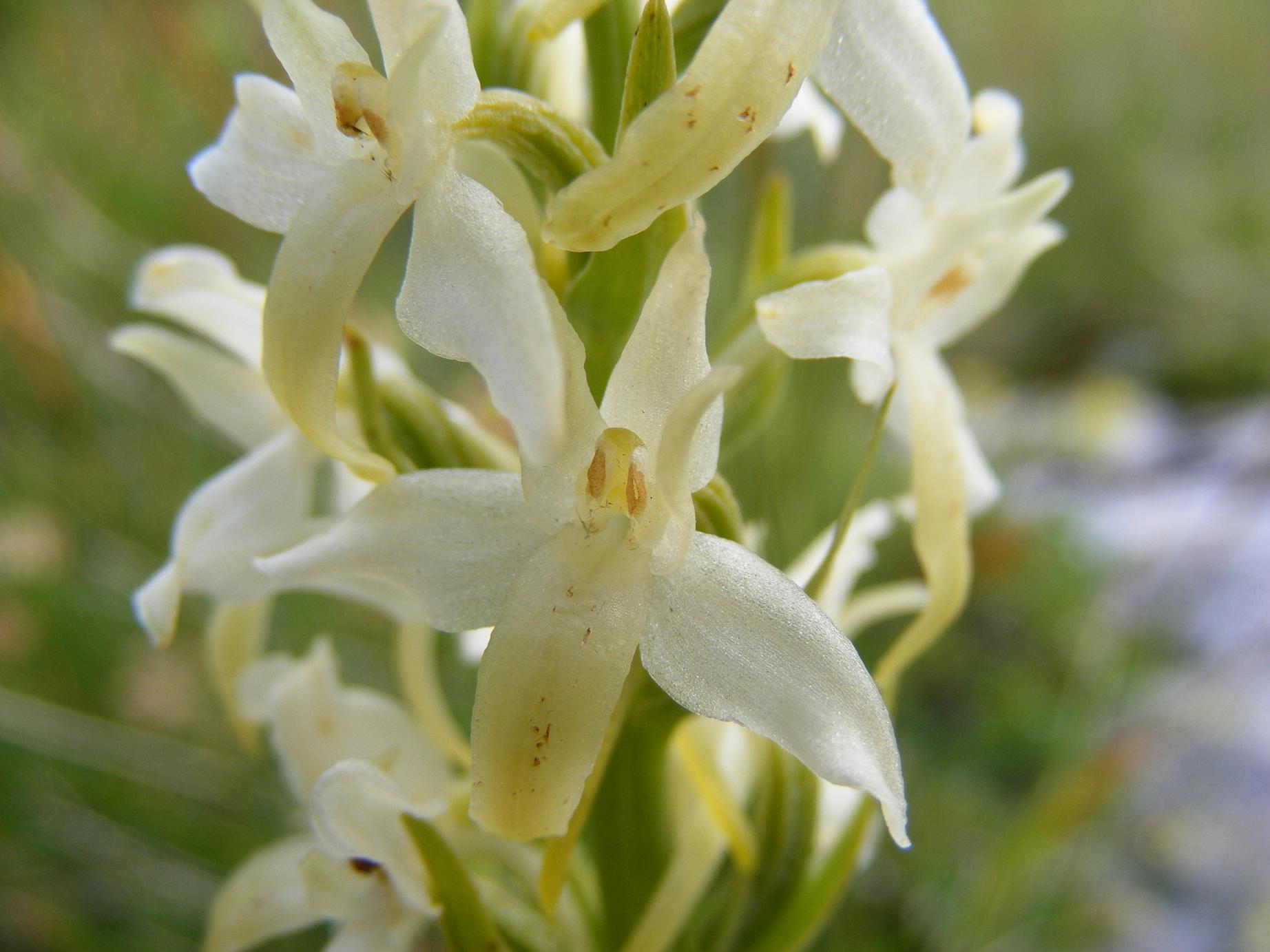 bianca da identificare